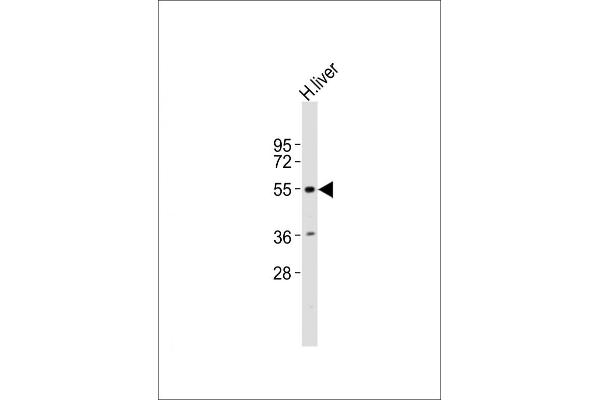INSM2 antibody  (AA 192-227)