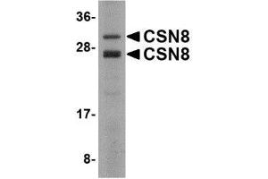 Image no. 1 for anti-COP9 Signalosome Subunit 8 (COPS8) (C-Term) antibody (ABIN499656)