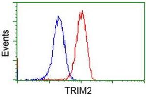 Image no. 5 for anti-Tripartite Motif Containing 2 (TRIM2) (AA 1-100), (AA 1500-1600) antibody (ABIN1490539)