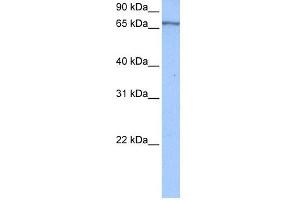 anti-Poly(A) Binding Protein, Cytoplasmic 4 (Inducible Form) (PABPC4) (Middle Region) antibody