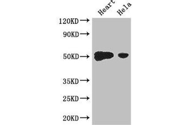 DP2 antibody  (AA 344-386)