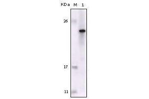 FES antibody  (AA 613-822)
