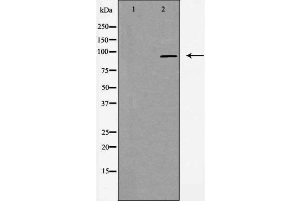 Exonuclease 1 antibody  (N-Term)