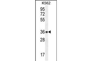 Image no. 1 for anti-Ets Variant 2 (ETV2) (AA 62-90), (N-Term) antibody (ABIN5533563)