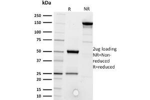 Image no. 7 for anti-CD5 (CD5) (AA 269-366) antibody (ABIN6941056)