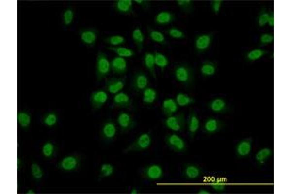 GATA2 antibody  (AA 1-102)