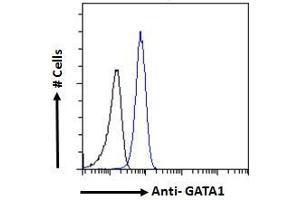 Image no. 4 for anti-GATA Binding Protein 1 (Globin Transcription Factor 1) (GATA1) (Internal Region) antibody (ABIN185449)