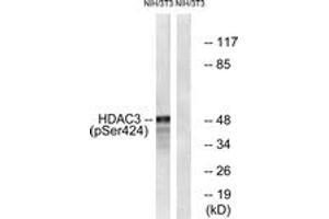 Image no. 1 for anti-Histone Deacetylase 3 (HDAC3) (AA 379-428), (pSer424) antibody (ABIN1531607)