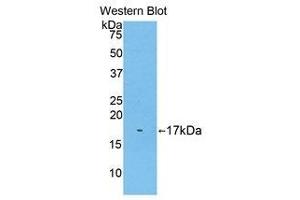 Image no. 1 for anti-Biglycan (BGN) (AA 243-369) antibody (ABIN1858133)