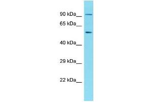 Image no. 1 for anti-Archaelysin Family Metallopeptidase 1 (AMZ1) (N-Term) antibody (ABIN2790906)
