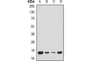 Western blot analysis of Tim17 expression in A549 (A), MCF7 (B), mouse kidney (C), mouse heart (D) whole cell lysates.