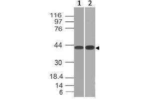 Image no. 1 for anti-Cytokine Receptor-Like Factor 2 (CRLF2) (AA 97-252) antibody (ABIN5027605)