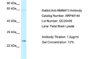 Image no. 1 for anti-Nicotinamide Nucleotide Adenylyltransferase 3 (NMNAT3) (N-Term) antibody (ABIN2783658)