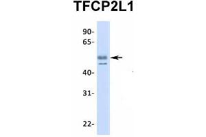 Image no. 5 for anti-Transcription Factor CP2-Like 1 (TFCP2L1) (N-Term) antibody (ABIN2777497)