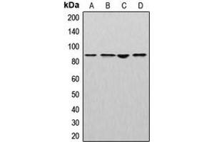 Western blot analysis of Cullin 2 expression in MCF7 (A), mouse liver (B), rat kidney (C), NIH3T3 (D) whole cell lysates.