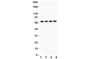 Image no. 3 for anti-Forkhead Box O1 (FOXO1) (AA 456-655) antibody (ABIN3030989)