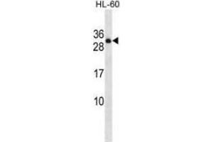 Image no. 1 for anti-Protein tyrosine Phosphatase, Receptor Type, C Polypeptide-Associated Protein (PTPRCAP) (AA 89-118), (Middle Region) antibody (ABIN954378)