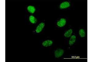 MRGBP antibody  (AA 1-204)
