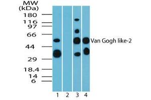 Image no. 1 for anti-Vang-Like 2 (VANGL2) (AA 300-350) antibody (ABIN960405)