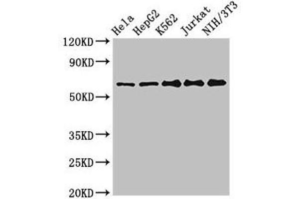 CPSF6 antibody  (AA 186-226)