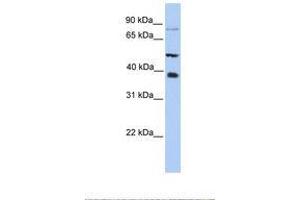 Image no. 1 for anti-Methyltransferase Like 2B (METTL2B) (N-Term) antibody (ABIN6738511)