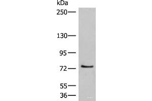 Western blot analysis of 293T cell lysate using MCMBP Polyclonal Antibody at dilution of 1:800