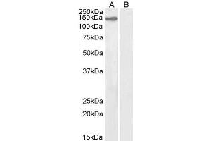 Image no. 1 for anti-Kinesin Family Member 4A (KIF4A) (C-Term) antibody (ABIN184768)