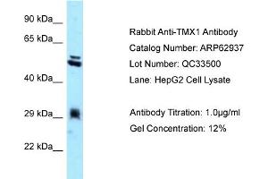 Image no. 1 for anti-Thioredoxin-Related Transmembrane Protein 1 (TMX1) (C-Term) antibody (ABIN2789305)