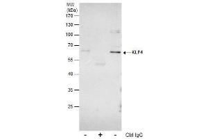 Image no. 1 for anti-Kruppel-Like Factor 4 (Gut) (KLF4) (C-Term) antibody (ABIN2855075)