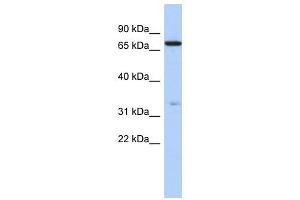 Image no. 1 for anti-Ataxin 7-Like 2 (ATXN7L2) (N-Term) antibody (ABIN632757)