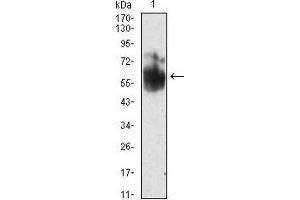 Image no. 3 for anti-SHC (Src Homology 2 Domain Containing) Transforming Protein 1 (SHC1) (AA 385-495) antibody (ABIN5542463)