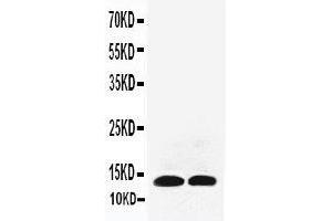 Image no. 1 for anti-Interleukin 13 (IL13) (AA 80-102), (Middle Region) antibody (ABIN3043198)