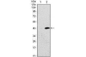 Image no. 1 for anti-Chromosome 7 Open Reading Frame 27 (C7orf27) antibody (ABIN1496764)