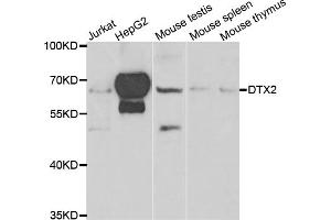 Image no. 1 for anti-Deltex Homolog 2 (DTX2) antibody (ABIN6571115)
