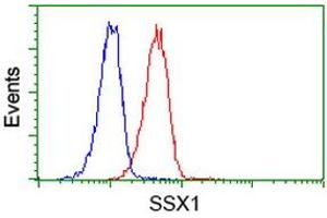 Image no. 5 for anti-Synovial Sarcoma, X Breakpoint 1 (SSX1) antibody (ABIN1501157)