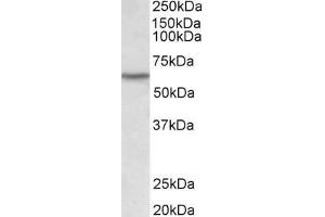 Image no. 2 for anti-Lymphocyte-Specific Protein tyrosine Kinase (LCK) (AA 39-52) antibody (ABIN987272)