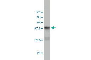 Image no. 2 for anti-CD83 (CD83) (AA 1-205) antibody (ABIN564016)