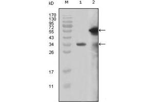 Image no. 2 for anti-Myeloid/lymphoid Or Mixed-Lineage Leukemia (MLL) (AA 3751-3968) antibody (ABIN1108254)