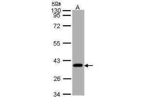 anti-Succinate-CoA Ligase, alpha Subunit (SUCLG1) (full length) antibody