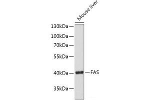 Western blot analysis of extracts of Mouse liver using FAS Polyclonal Antibody at dilution of 1:1000.