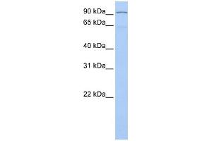 Image no. 1 for anti-Leucine-Zipper-Like Transcription Regulator 1 (LZTR1) (N-Term) antibody (ABIN2780806)