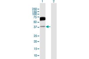Image no. 2 for anti-CD200 Receptor 1 (CD200R1) (AA 1-348) antibody (ABIN530664)