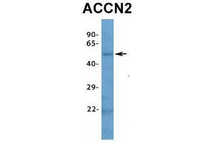 Image no. 3 for anti-Amiloride-Sensitive Cation Channel 2, Neuronal (ACCN2) (N-Term) antibody (ABIN2776229)