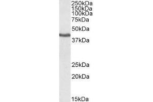 Image no. 3 for anti-Kruppel-Like Factor 3 (Basic) (KLF3) (N-Term) antibody (ABIN184727)
