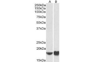 Image no. 2 for anti-ADP-Ribosylation Factor 4 (ARF4) (AA 137-150) antibody (ABIN5539807)