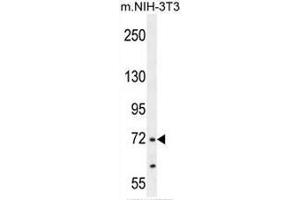 Image no. 1 for anti-NUAK Family, SNF1-Like Kinase, 2 (NUAK2) antibody (ABIN953771)