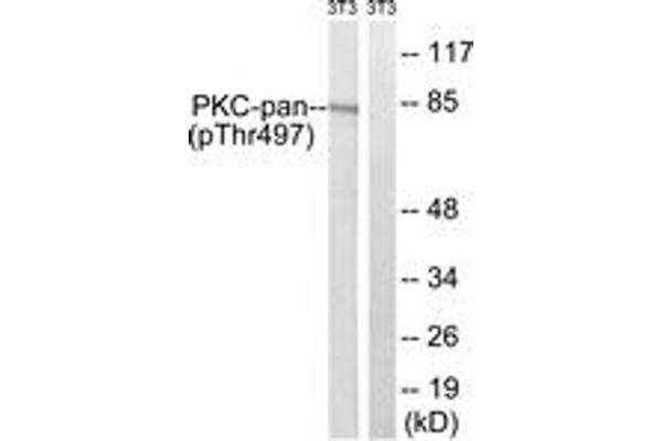 PKC Antikörper  (pThr497)