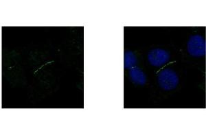 Image no. 5 for anti-Tight Junction Protein 1 (TJP1) (N-Term) antibody (ABIN2856624)