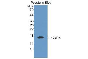 Image no. 1 for anti-Disabled Homolog 1 (Drosophila) (DAB1) (AA 42-168) antibody (ABIN1867505)