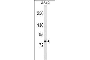 PCDHA1 Antibody (Center) (ABIN1538249 and ABIN2849711) western blot analysis in A549 cell line lysates (35 μg/lane).